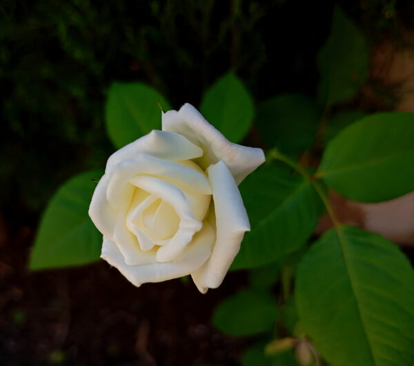 ROSA BLANCA