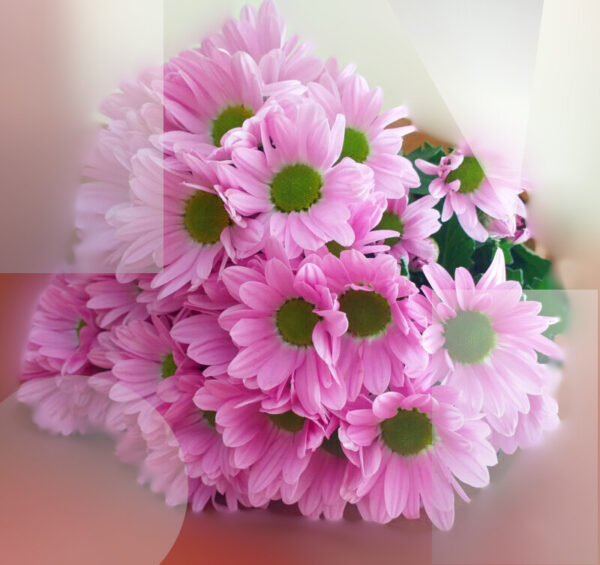 MARGARITAS ROSAS